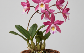 Star-shaped rose-pink flowers of a Laelia Autumnalis orchid on a long arching stem.