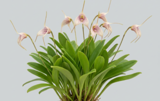 A close-up of the triangular pale yellow flowers of a Masdevallia Floribunda orchid with elongated sepal tails.