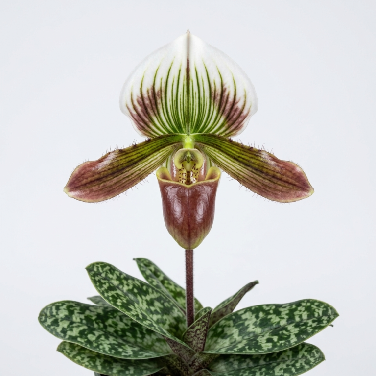 Paphiopedilum Hennisianum