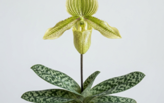 A Paphiopedilum Jackii orchid showing its pale green pouch-shaped flower and mottled green foliage.