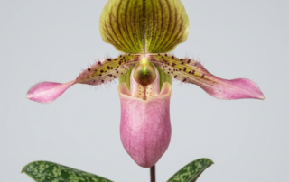 Paphiopedilum Moquettianum orchid showing its rosy-pink pouch, twisted hairy petals, and mottled green foliage.
