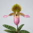 Paphiopedilum Moquettianum orchid showing its rosy-pink pouch, twisted hairy petals, and mottled green foliage.
