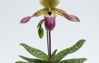 Paphiopedilum Victoria-Mariae orchid showing its purplish-pink pouch, twisted lateral petals, and green dorsal sepal.