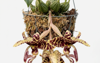 Pendulous yellow and maroon flowers of a Stanhopea Tigrina orchid blooming from the bottom of a wire basket.
