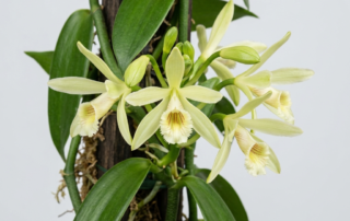 Climbing Vanilla Planifolia orchid vine with thick green leaves and pale greenish-yellow flowers.
